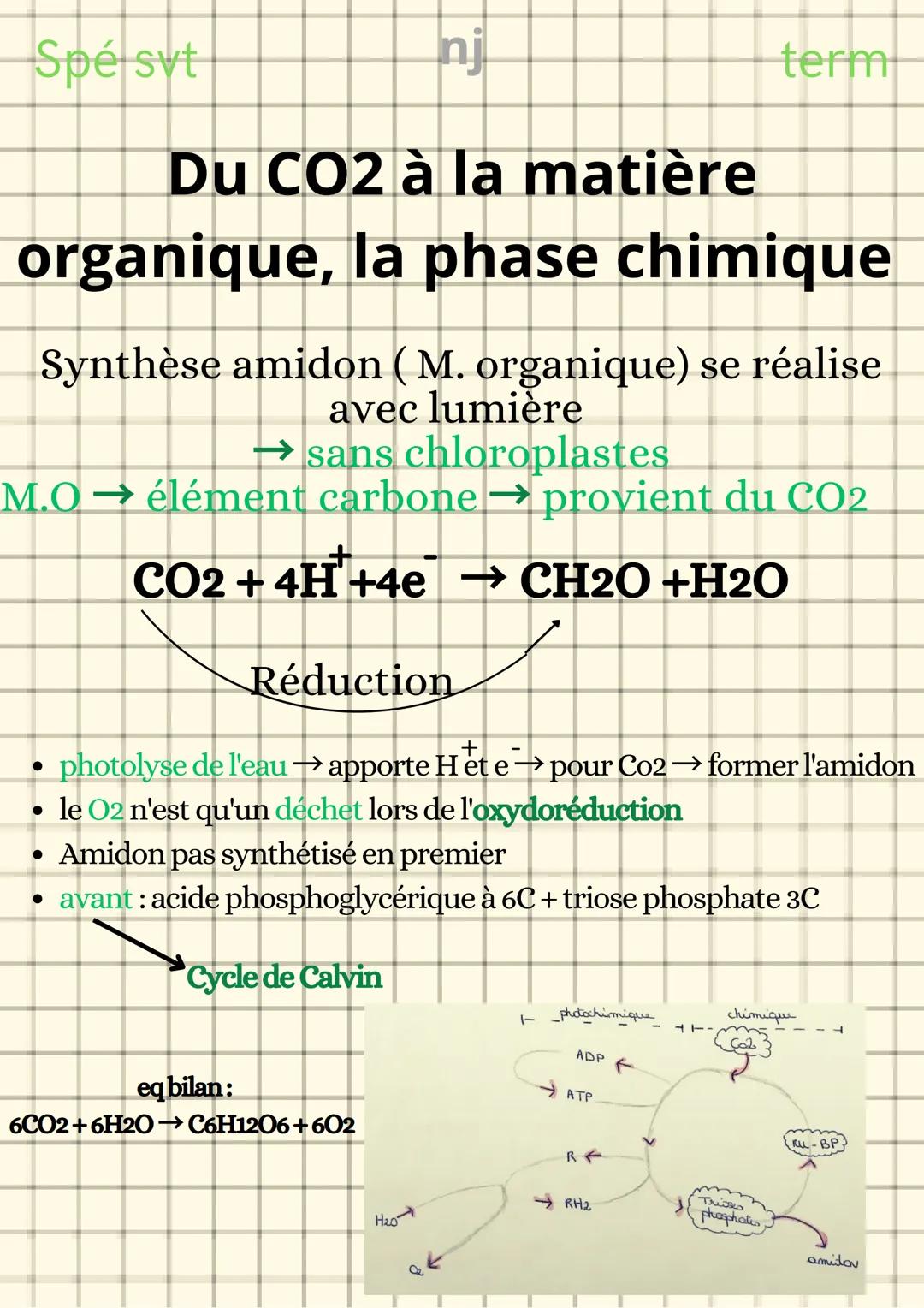 Spé syt
term
La plante productrice de
nj matière organique
LA PHOTOSYNTHESE
Besoin de lumière, la phase photochimique :
Lumière absorbée par