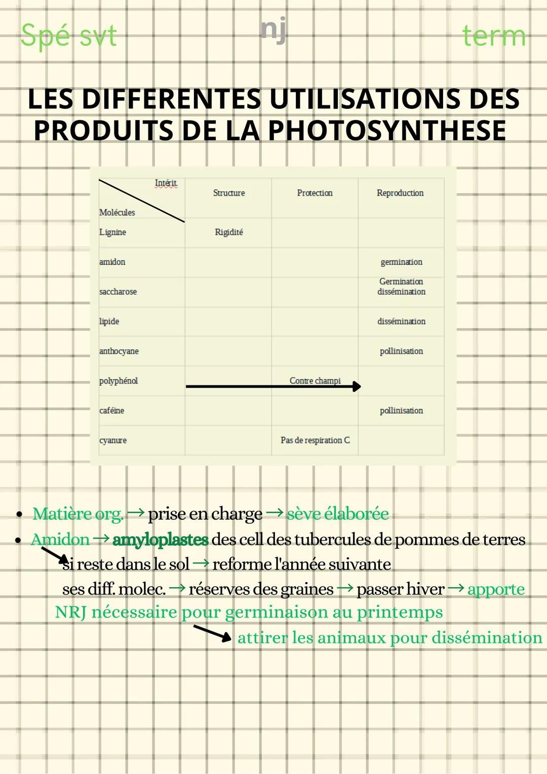 Spé syt
term
La plante productrice de
nj matière organique
LA PHOTOSYNTHESE
Besoin de lumière, la phase photochimique :
Lumière absorbée par