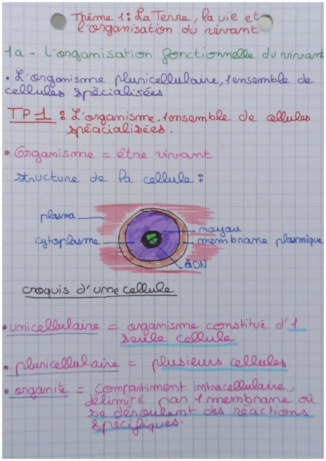 Theme 1: La Terra, la vie et
l'organisation du rivant.
1a - L'organisation fonctionnelle du vivant
• L'organisme plusicellulaire, t'ensemble
