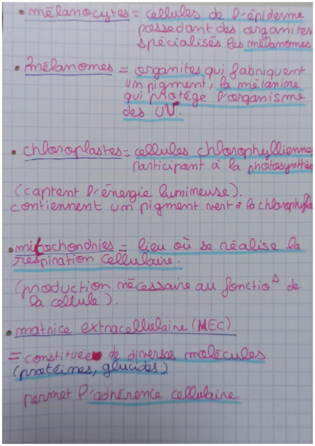 Theme 1: La Terra, la vie et
l'organisation du rivant.
1a - L'organisation fonctionnelle du vivant
• L'organisme plusicellulaire, t'ensemble