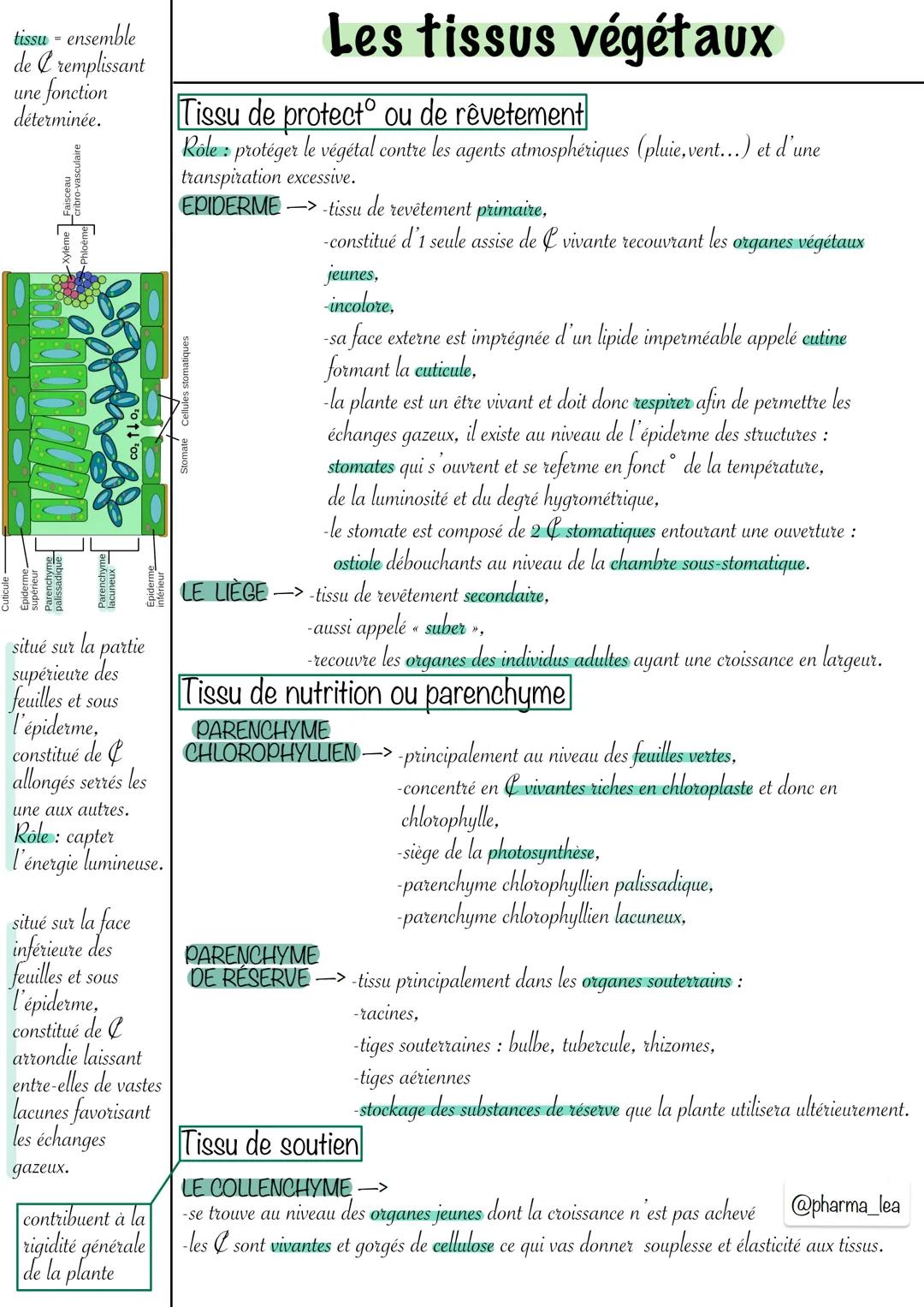 @pharma_lea
ne
La plante
rejette pas ses
déchets, elle va
donc les stocker.
Les sécrétions
sont synthétisées
des l
spécialisés et
pourront ê