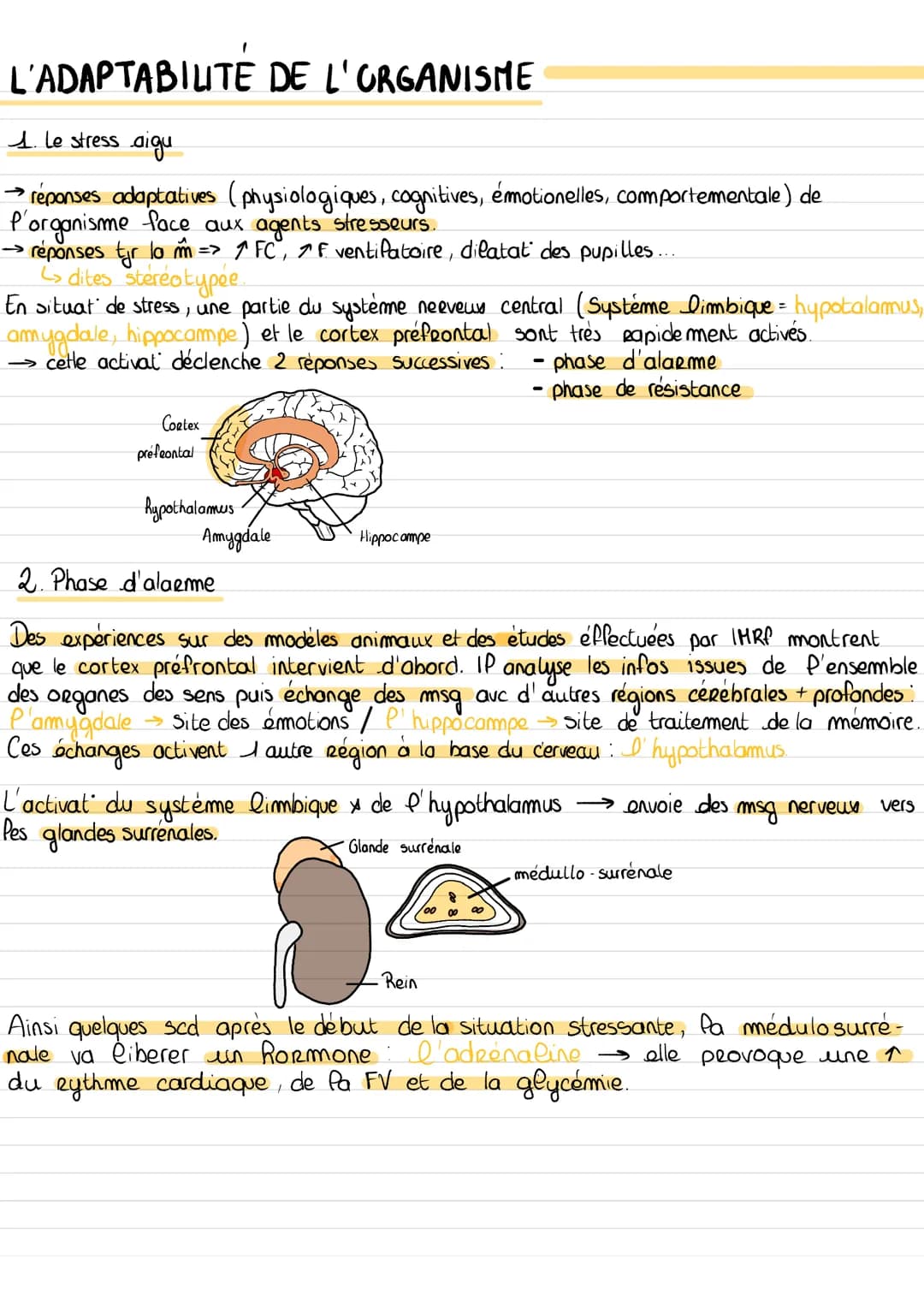 L'ADAPTABILITE DE L'ORGANISME
1. Le stress aigu
→ réponses adaptatives (physiologiques, cognitives, émotionelles, comportementale) de
organi