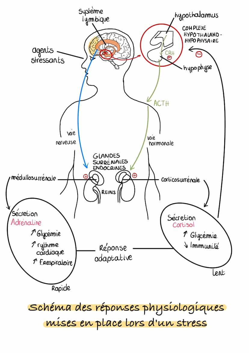 L'ADAPTABILITE DE L'ORGANISME
1. Le stress aigu
→ réponses adaptatives (physiologiques, cognitives, émotionelles, comportementale) de
organi