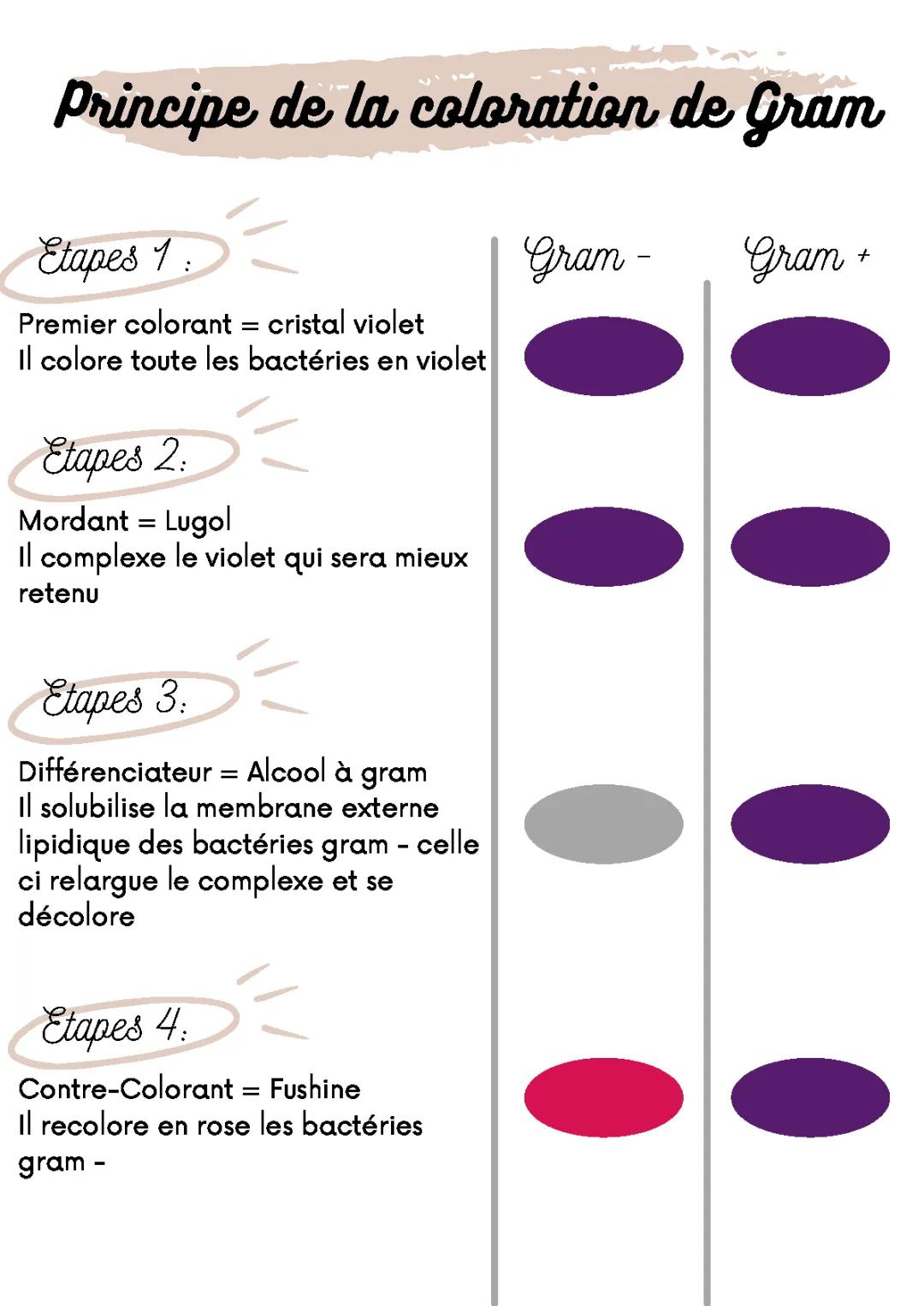 Découvre la Coloration de Gram: Étapes Faciles et Jeux Amusants!