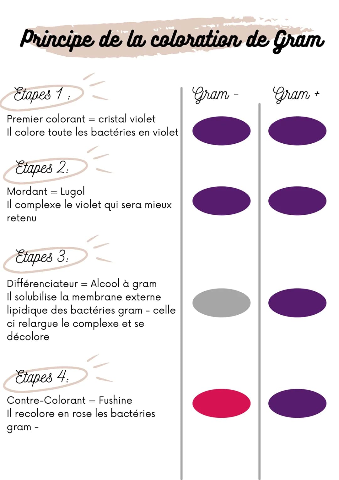 Principe de la coloration de Gram
Etapes 1:
Premier colorant = cristal violet
Il colore toute les bactéries en violet
Etapes 2:
Mordant = Lu