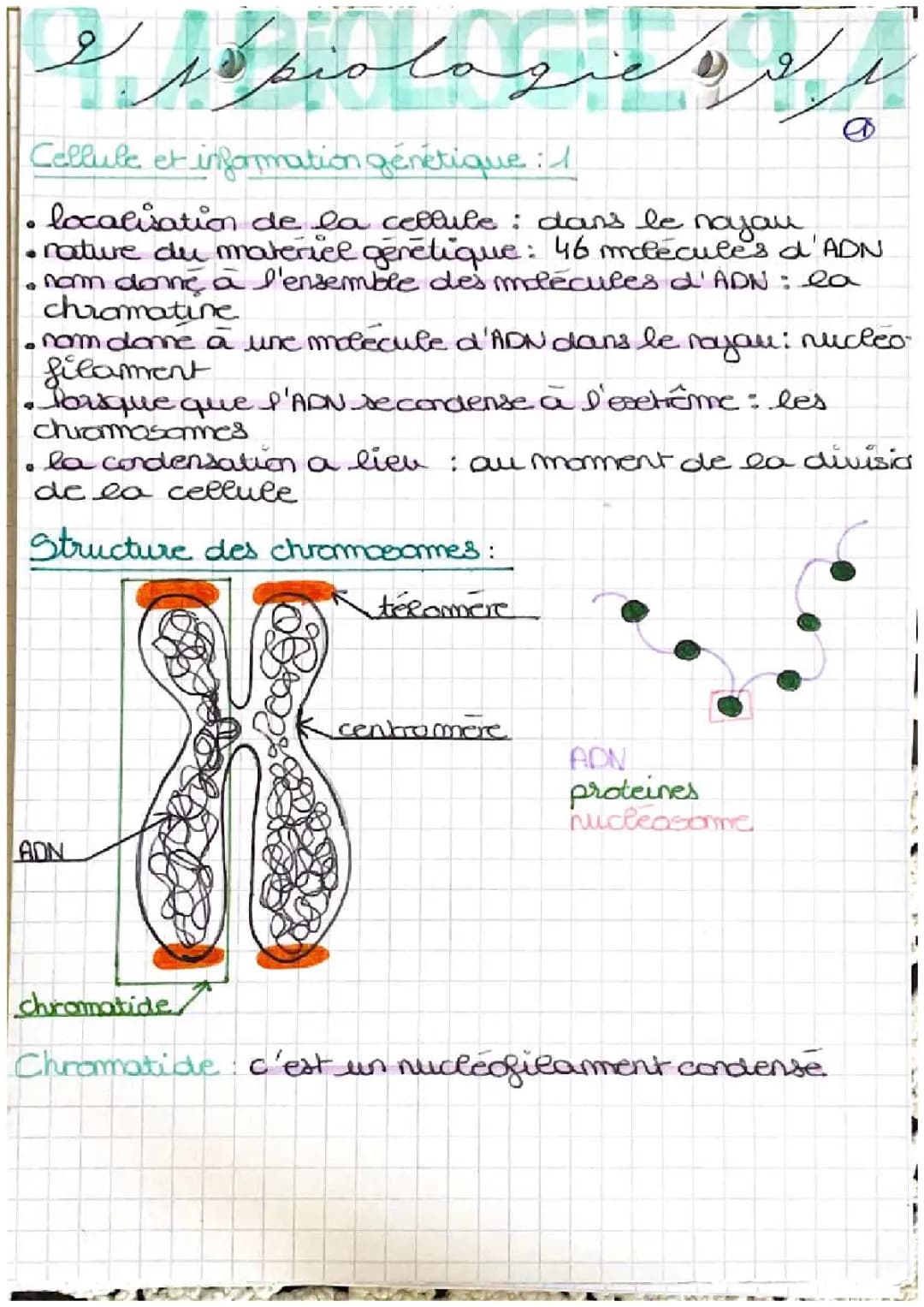 Tout sur le Cycle Cellulaire : Schémas, Cours et Exercices PDF