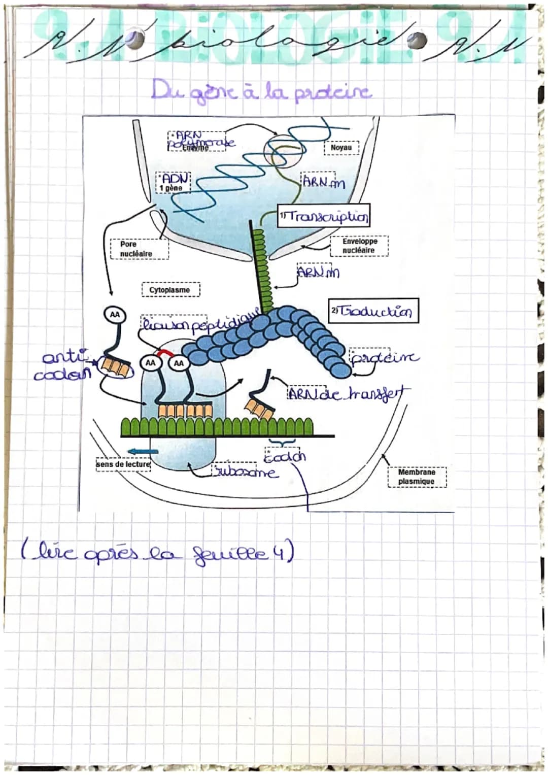 Cellule et information génétique : 1
مده فرو مامند کار رو
نیر
localisation de la cellule dans le
●
nayou
• nature du materiel genétique: 46 