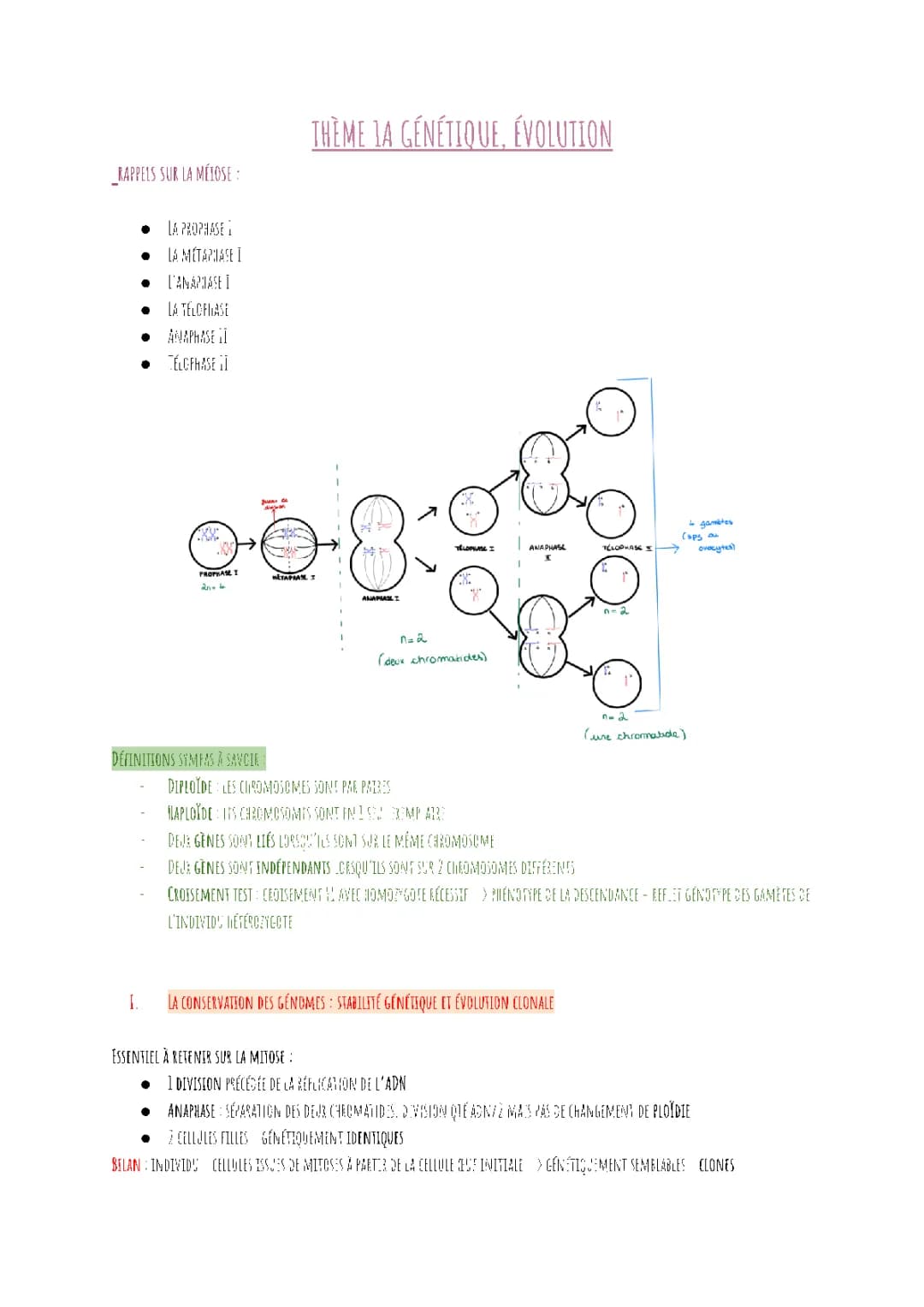 Understanding Meiosis and Mitosis: Fun Ways to Learn Genetic Diversity