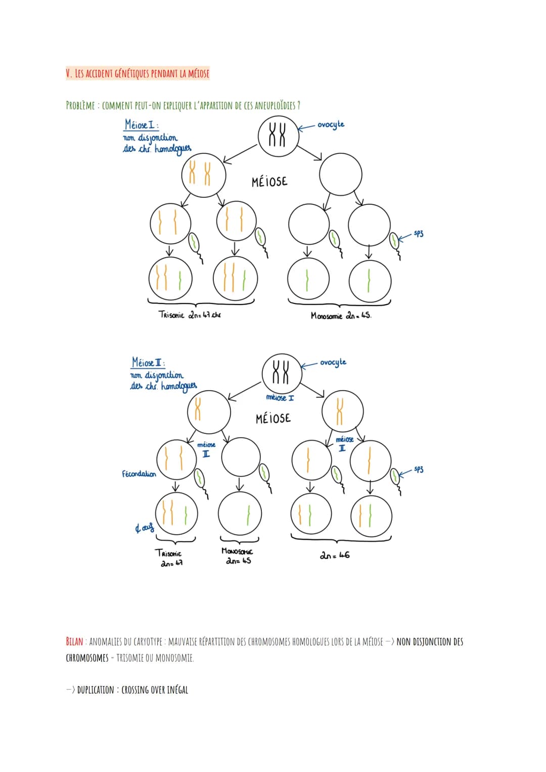 RAPPELS SUR LA MEIOSE:
I.
LA PROPHASE I
LA MÉTAPHASE I
L'ANAPHASE I
LA TÉLOPHASE
ANAPHASE II
TÉLOPHASE II
..
●
88
DEFINITIONS SYMPAS À SAVOI