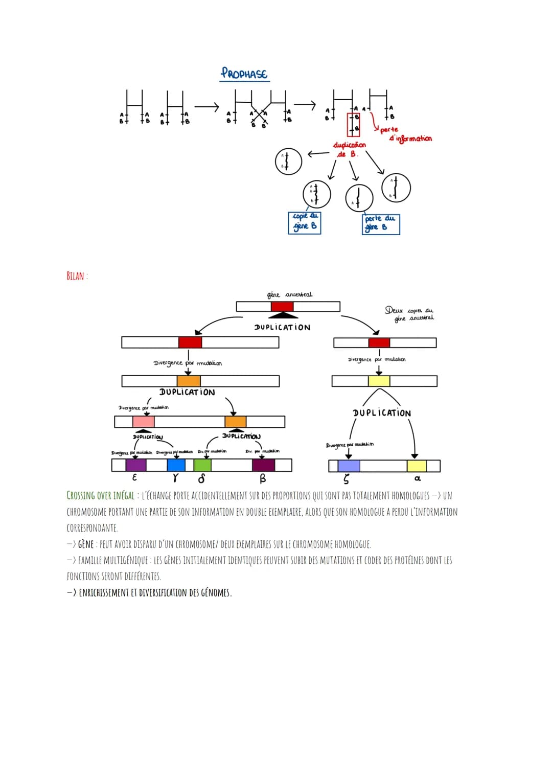 RAPPELS SUR LA MEIOSE:
I.
LA PROPHASE I
LA MÉTAPHASE I
L'ANAPHASE I
LA TÉLOPHASE
ANAPHASE II
TÉLOPHASE II
..
●
88
DEFINITIONS SYMPAS À SAVOI