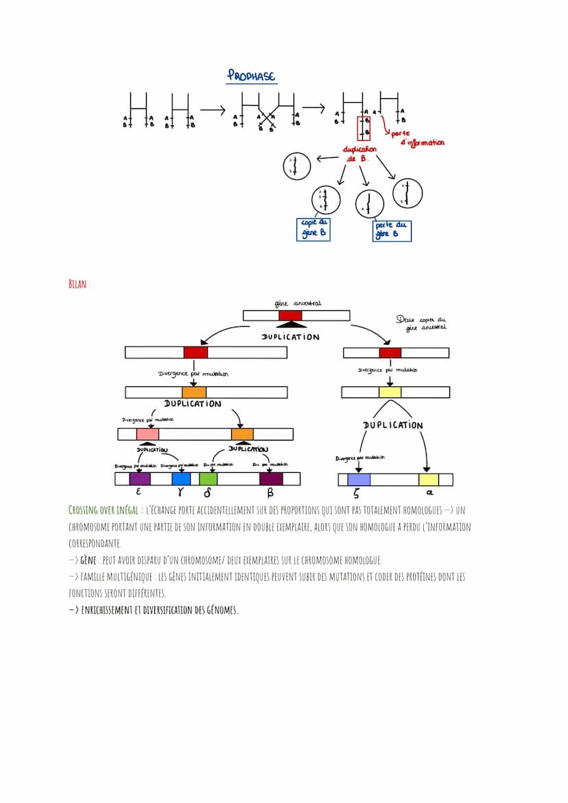 RAPPELS SUR LA MEIOSE:
I.
LA PROPHASE I
LA MÉTAPHASE I
L'ANAPHASE I
LA TÉLOPHASE
ANAPHASE II
TÉLOPHASE II
..
●
88
DEFINITIONS SYMPAS À SAVOI