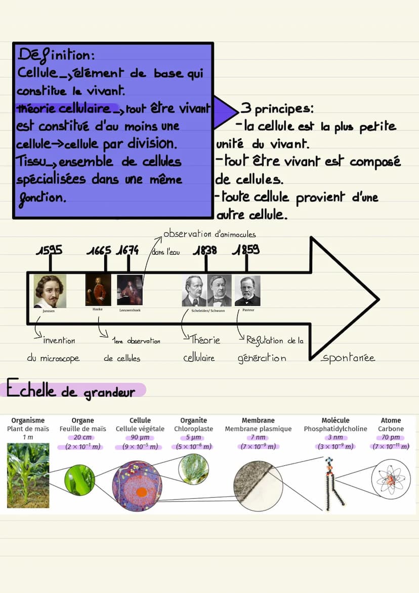 UNE STRUCTURE
COMPLEXE: LA CELLULE
VIVANTE Définition:
Cellule élément de base qui
constitue le vivant.
théorie cellulaire_tout être vivant
