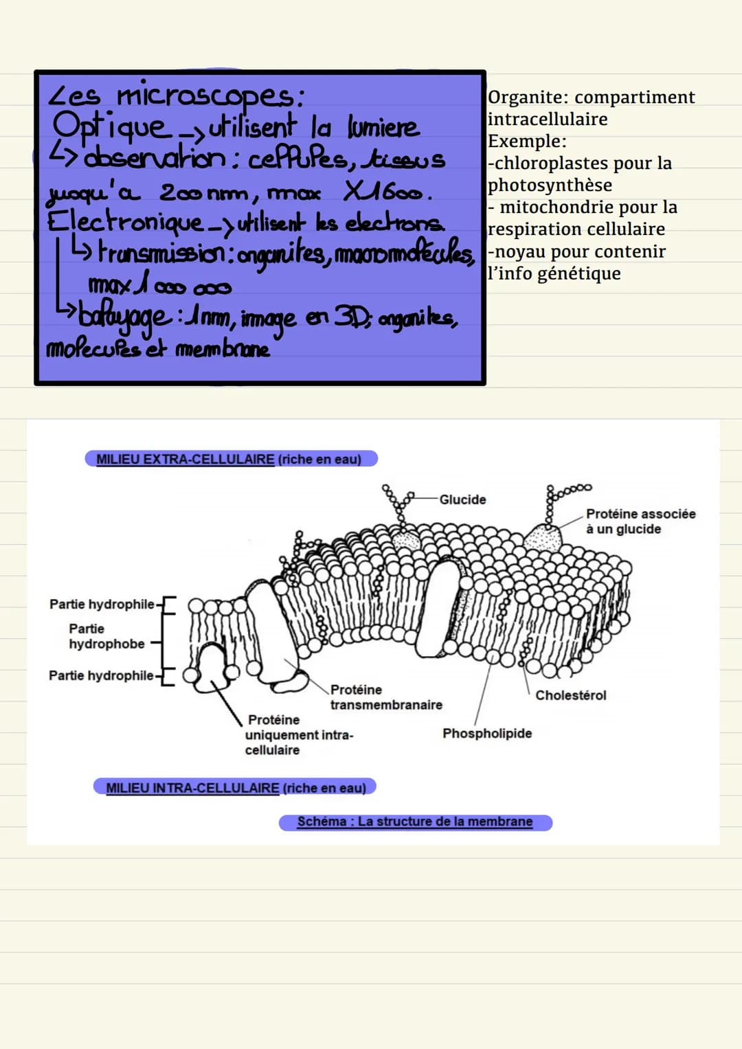 UNE STRUCTURE
COMPLEXE: LA CELLULE
VIVANTE Définition:
Cellule élément de base qui
constitue le vivant.
théorie cellulaire_tout être vivant
