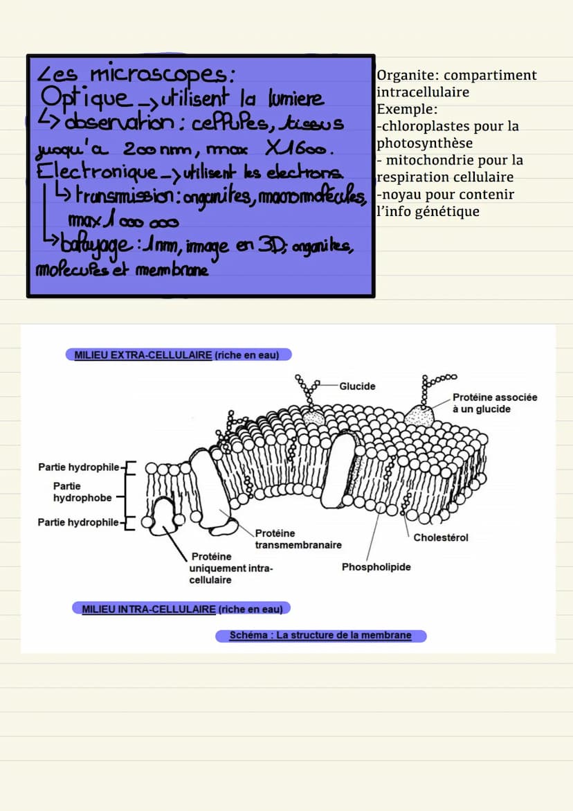 UNE STRUCTURE
COMPLEXE: LA CELLULE
VIVANTE Définition:
Cellule élément de base qui
constitue le vivant.
théorie cellulaire_tout être vivant
