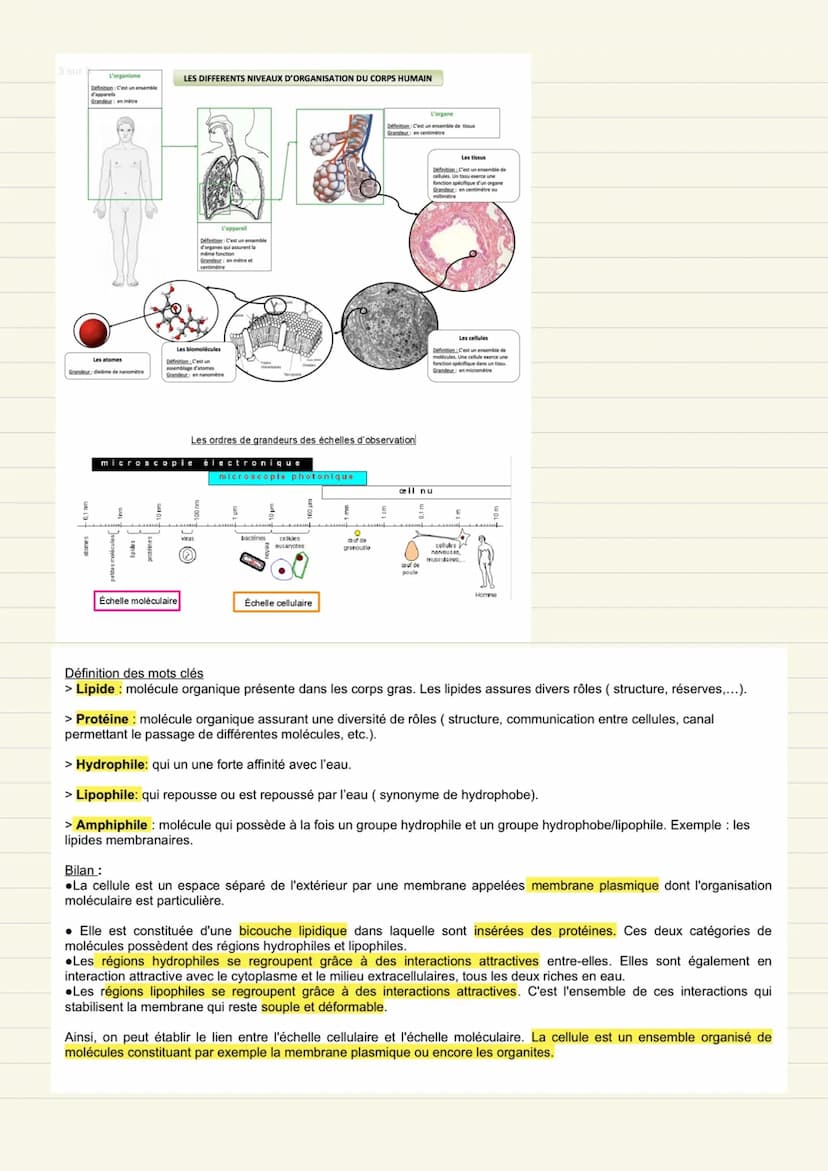 UNE STRUCTURE
COMPLEXE: LA CELLULE
VIVANTE Définition:
Cellule élément de base qui
constitue le vivant.
théorie cellulaire_tout être vivant
