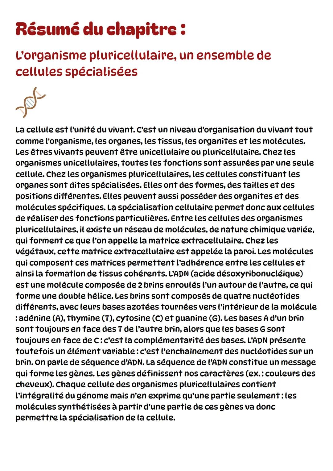 L’organisme pluricellulaire, un ensemble de cellules spécialisées