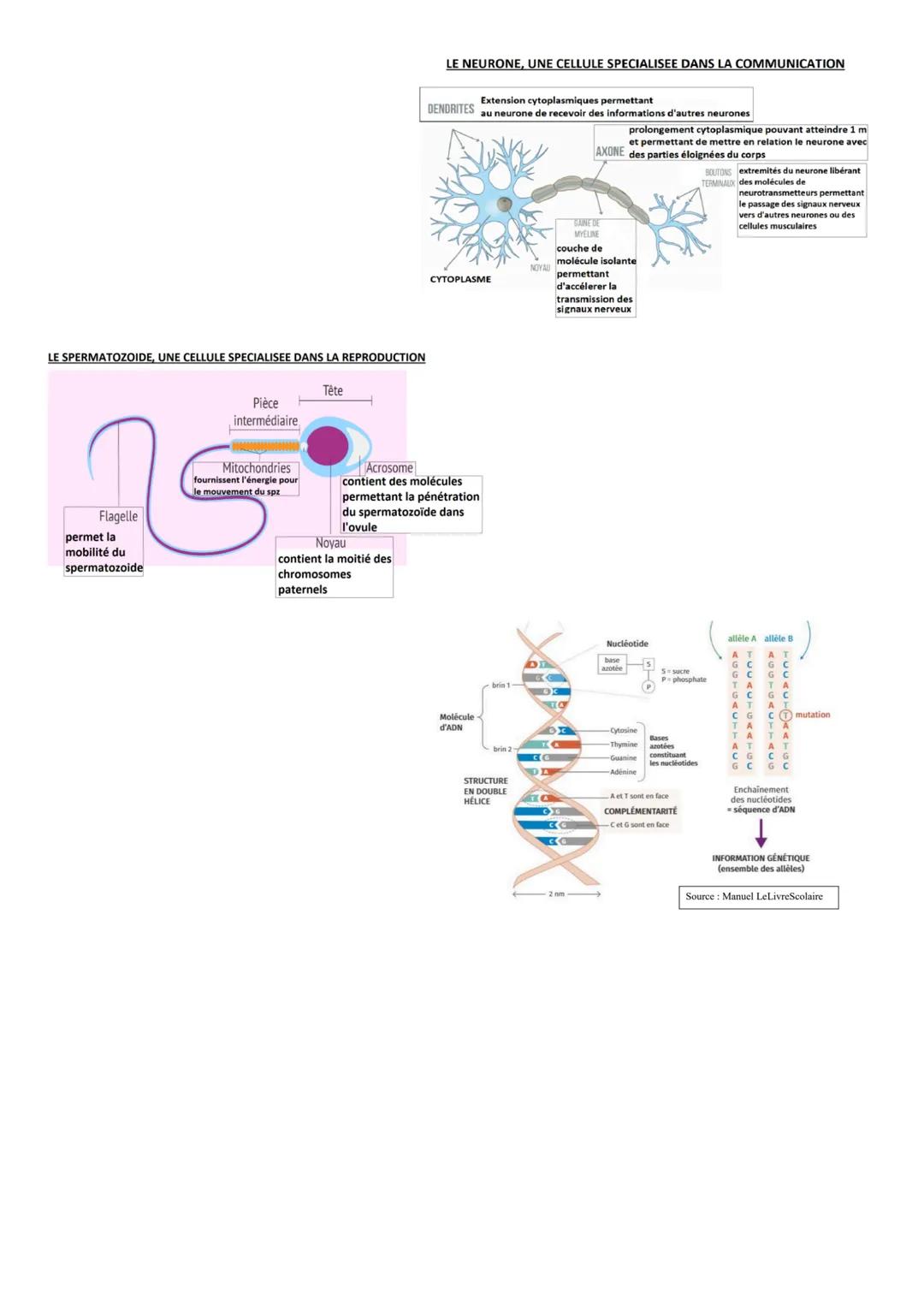 # Résumé du chapitre :

L'organisme pluricellulaire, un ensemble de
cellules spécialisées

La cellule est l'unité du vivant. C'est un niveau