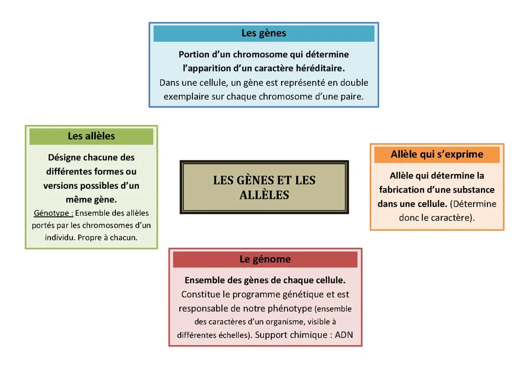 Les gènes et les allèles 