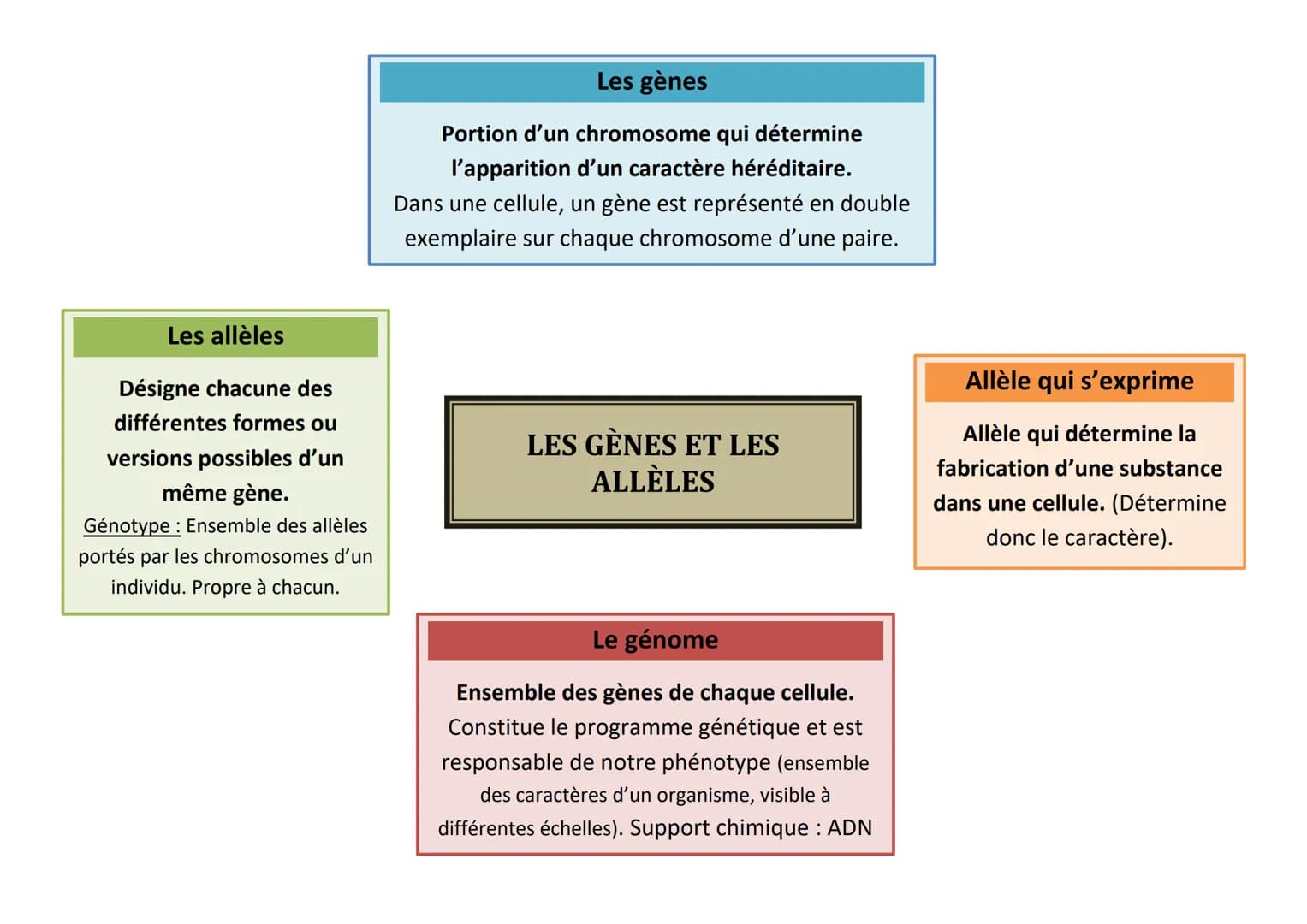 Les allèles
Désigne chacune des
différentes formes ou
versions possibles d'un
même gène.
Génotype : Ensemble des allèles
portés par les chro