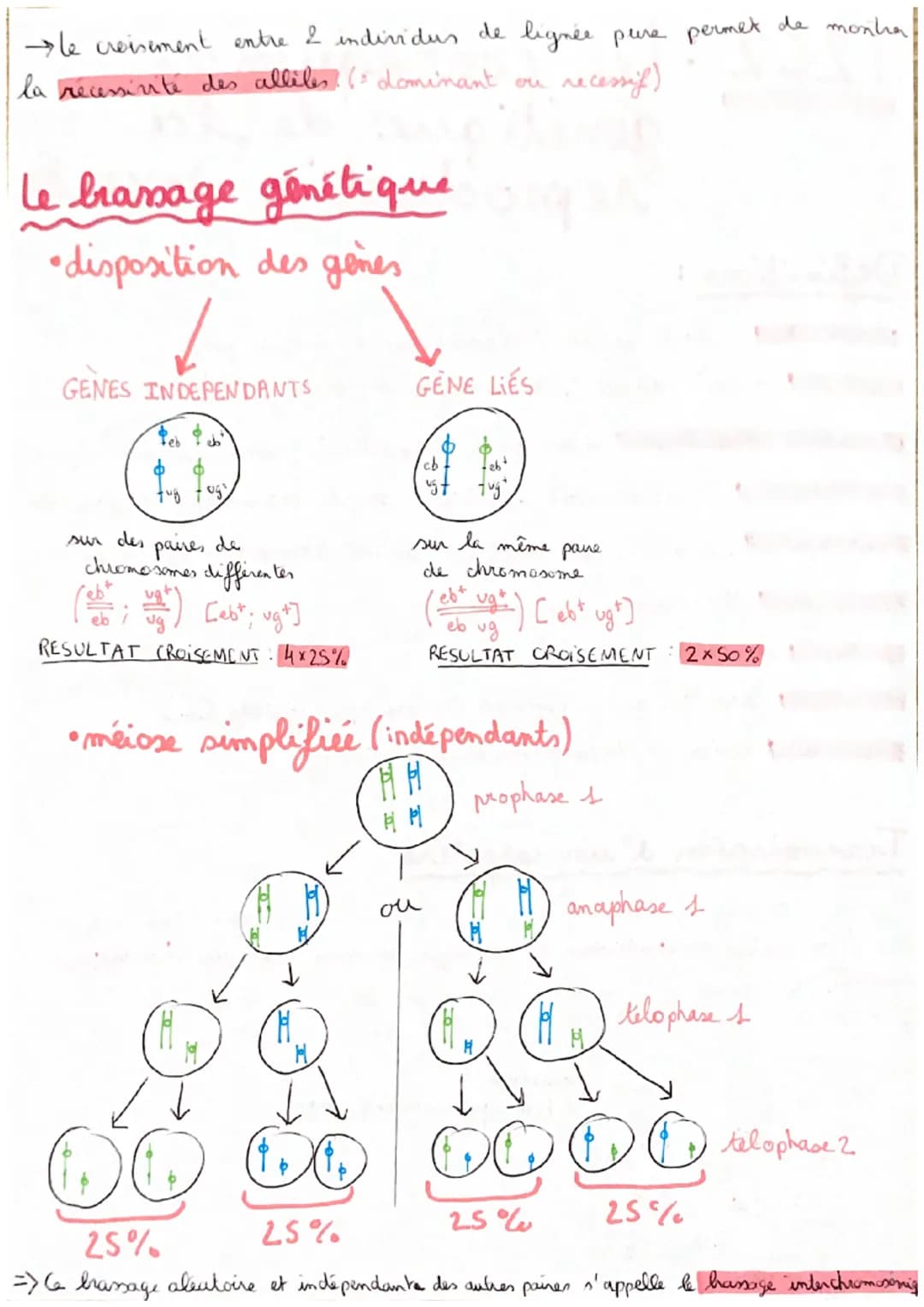 T2C2: Les conséquences
génétique de la
reproduction sexuée
Définitions
haploide cellule ayant I chromosome de chaque paire.
diploide cellule