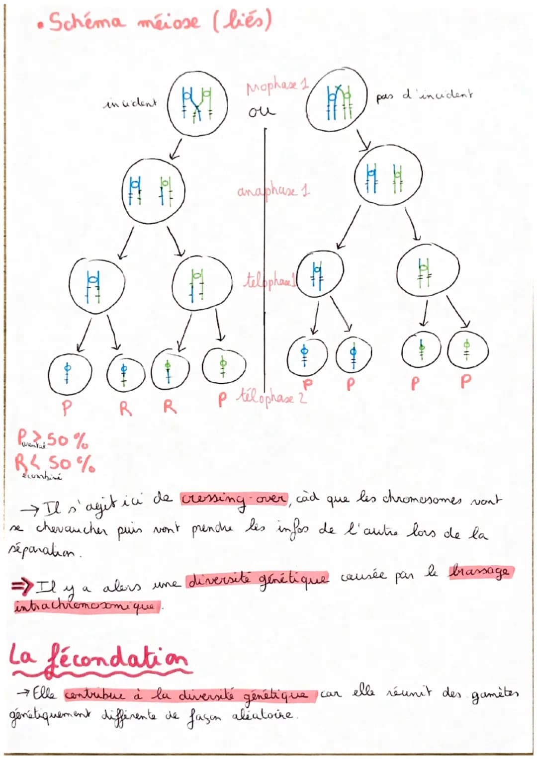 T2C2: Les conséquences
génétique de la
reproduction sexuée
Définitions
haploide cellule ayant I chromosome de chaque paire.
diploide cellule