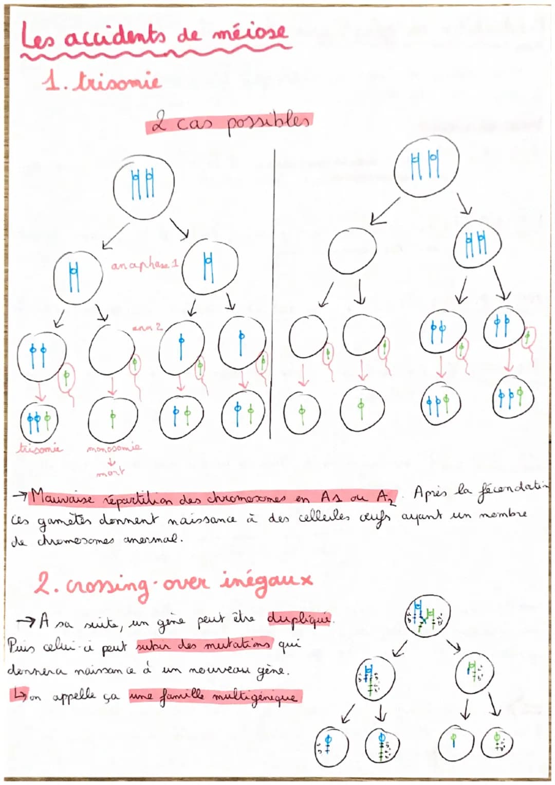 T2C2: Les conséquences
génétique de la
reproduction sexuée
Définitions
haploide cellule ayant I chromosome de chaque paire.
diploide cellule
