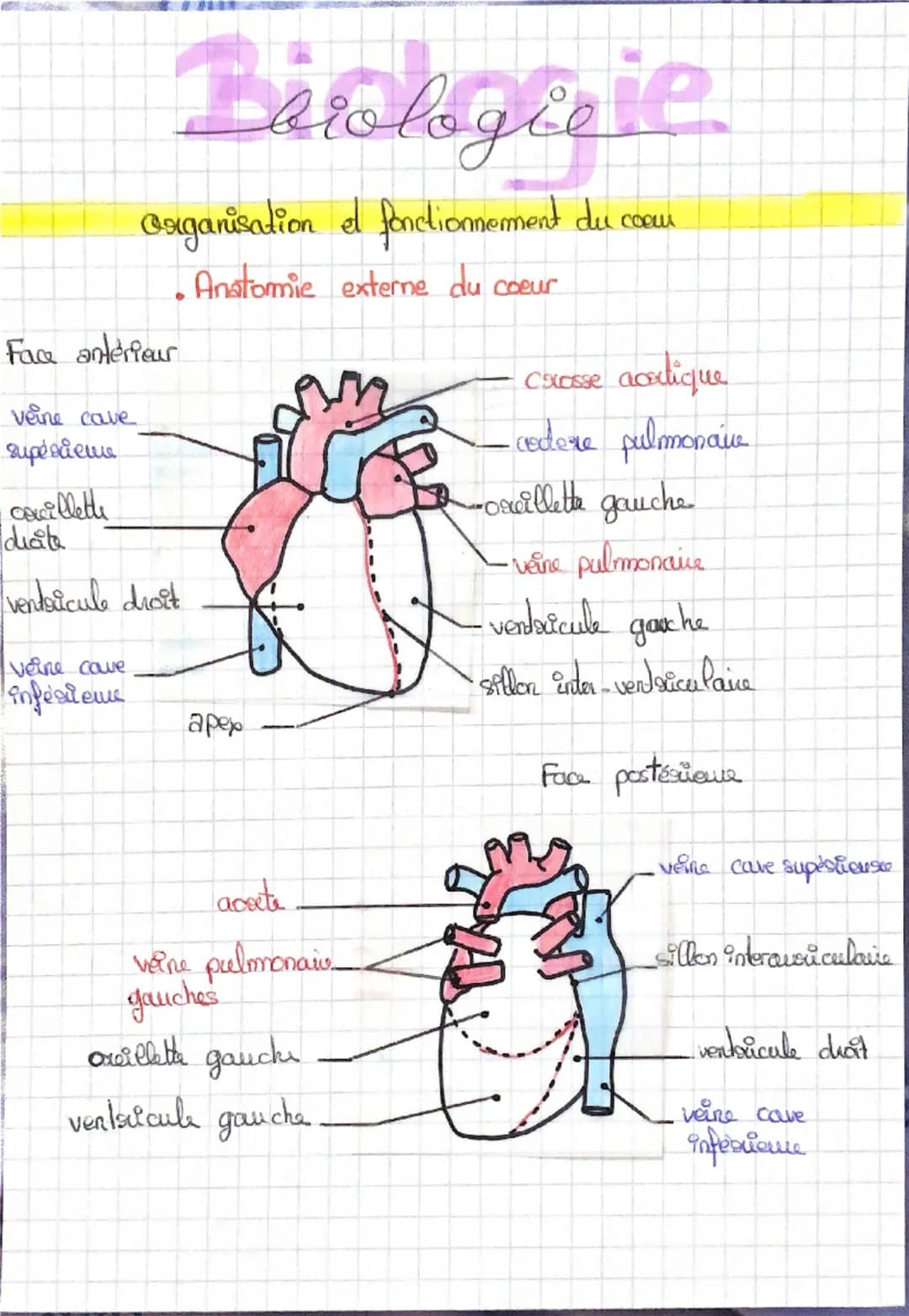 Barologie
Organisation et fonctionnement du comm
•he cycle cardiaque est une alternance de contraction et de
sulachements du myocarde
I revo