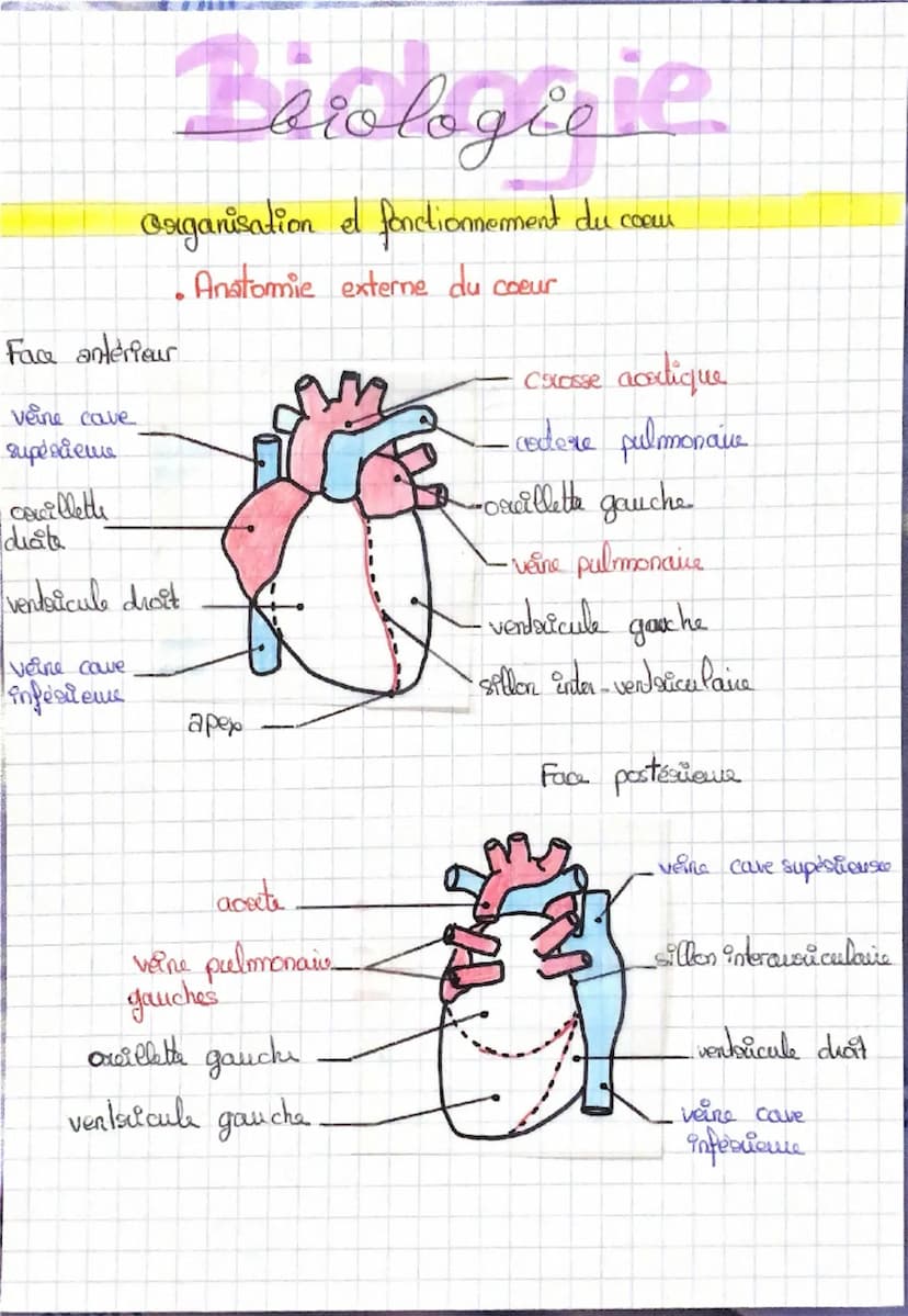 Barologie
Organisation et fonctionnement du comm
•he cycle cardiaque est une alternance de contraction et de
sulachements du myocarde
I revo