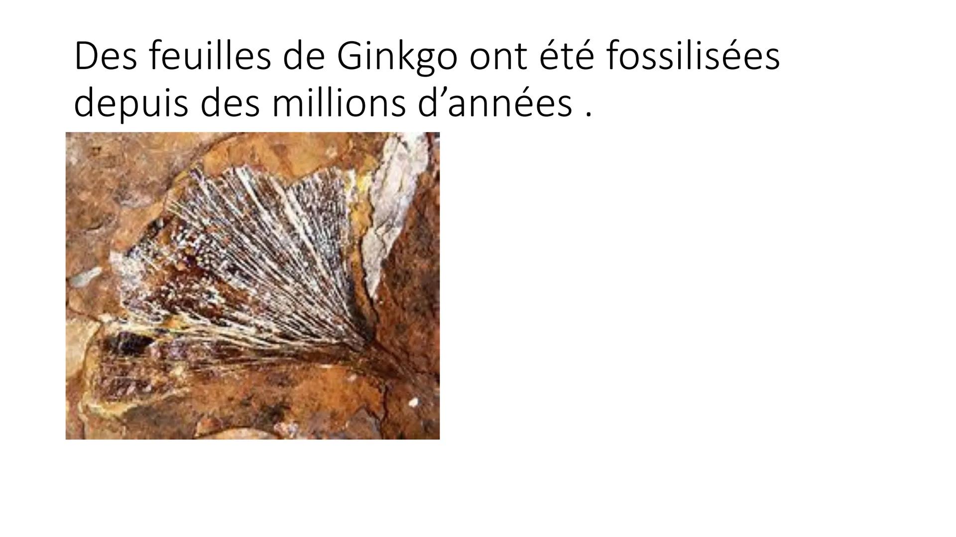 Cours du mardi 13.12 Grâce à toutes vos réponses répondre aux
problèmes :
• Comment retracer les changements climatiques passés ?
On peut re