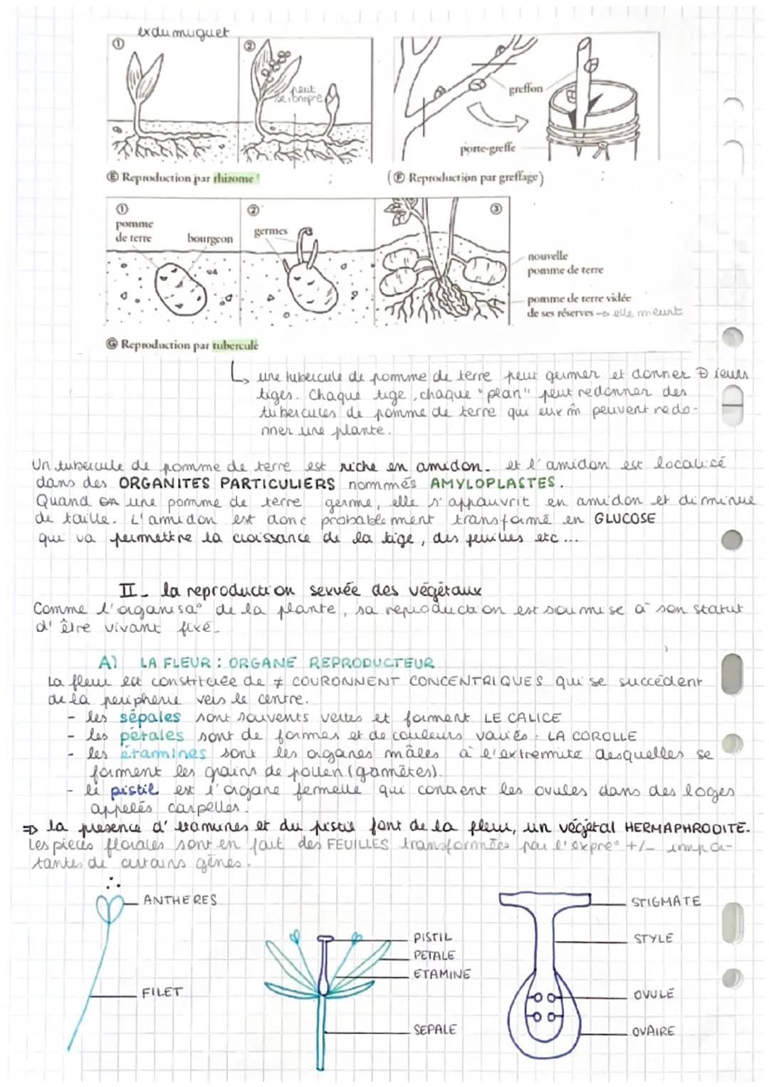 chapitre 2
La reproduction des vegetaux
RERODUCTION SEXUEE
selon deux modautés
I la reproduction asexuée on multiplication vegetative
Elle p