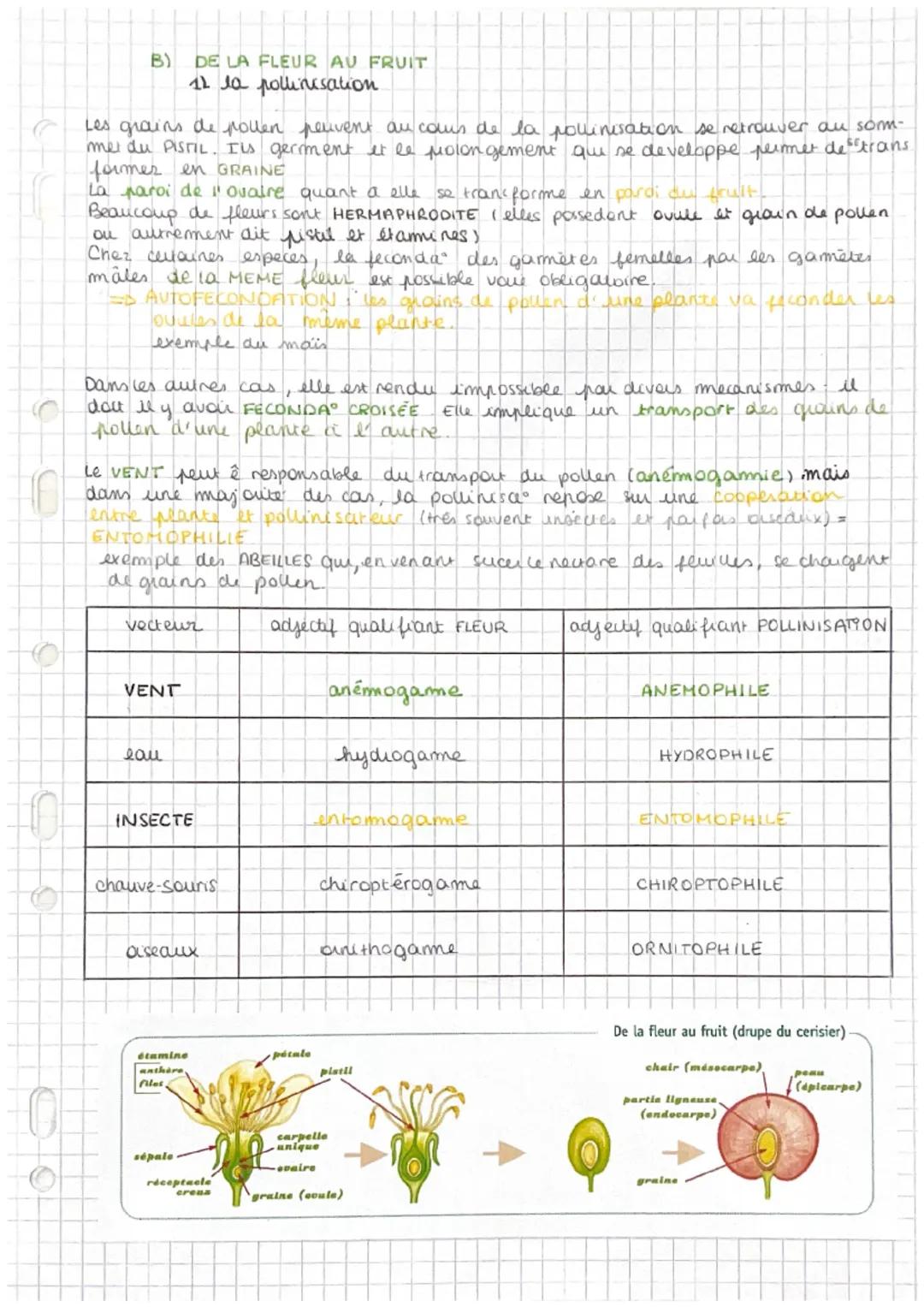 chapitre 2
La reproduction des vegetaux
RERODUCTION SEXUEE
selon deux modautés
I la reproduction asexuée on multiplication vegetative
Elle p