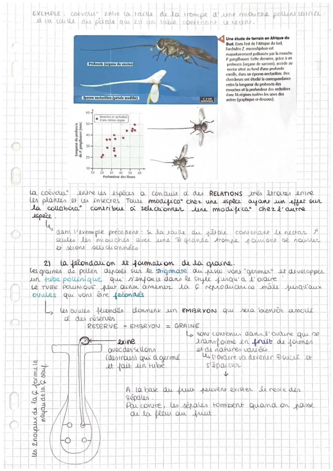 chapitre 2
La reproduction des vegetaux
RERODUCTION SEXUEE
selon deux modautés
I la reproduction asexuée on multiplication vegetative
Elle p
