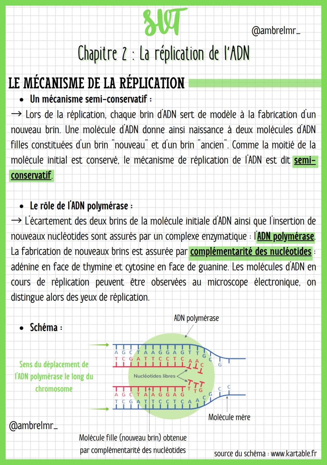 
<h2 id="lemcanismedelarplication">Le Mécanisme de la Réplication</h2>
<p>Lors de la réplication, chaque brin d'ADN sert de modèle à la fabr