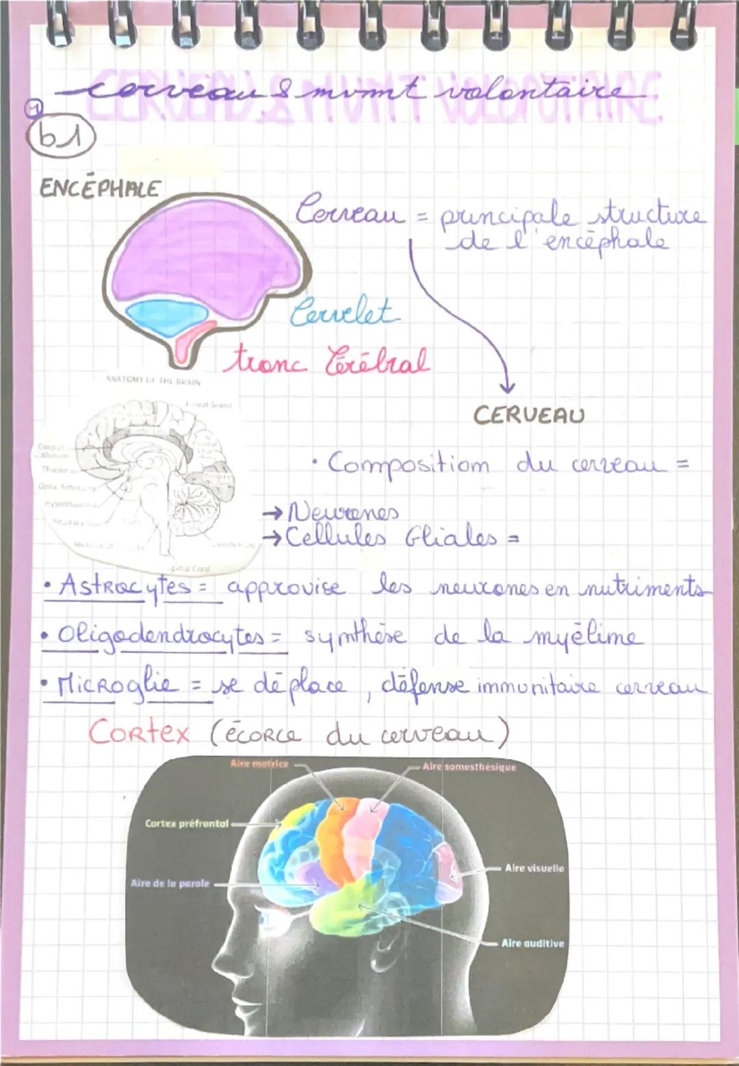 --- OCR Start ---
cerveau 8 mvmt volontaire
ENCEPHALE
Cerveau = principale structure
de l'encephale
Cervelet
tronc Crébral
ANATOMY OF THE BR