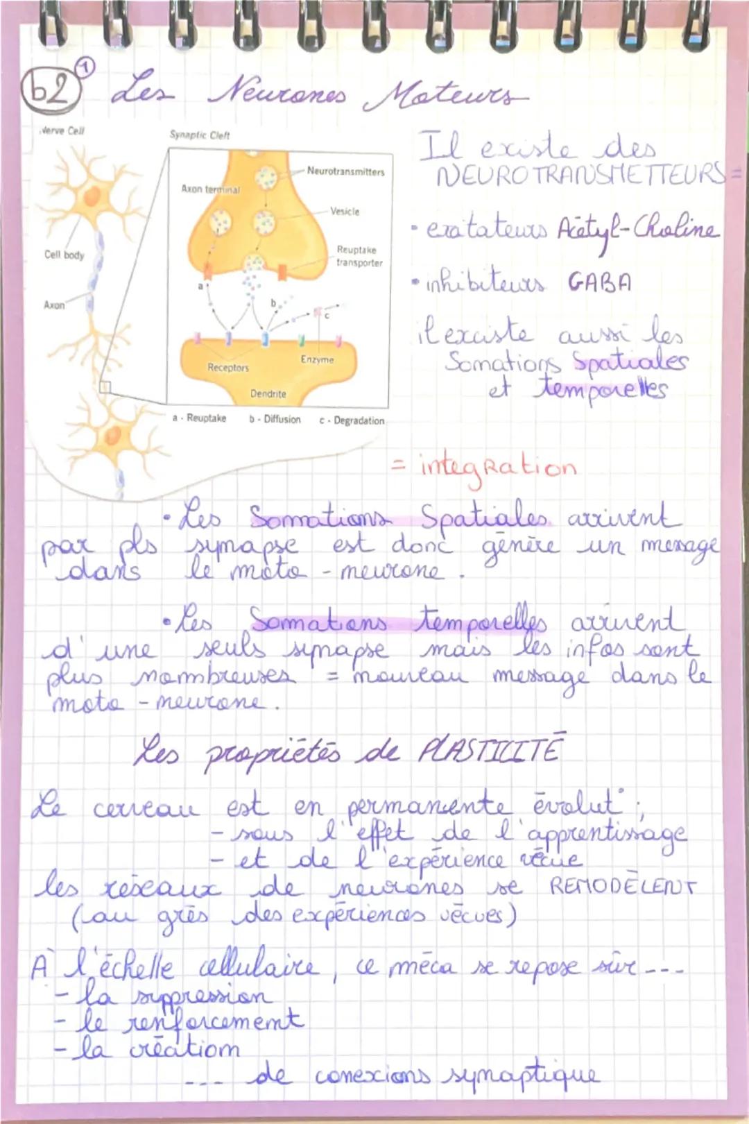 --- OCR Start ---
cerveau 8 mvmt volontaire
ENCEPHALE
Cerveau = principale structure
de l'encephale
Cervelet
tronc Crébral
ANATOMY OF THE BR