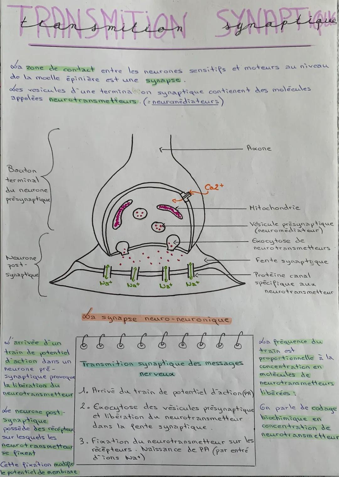 Le
message
électrique enregistré au niveau d'un muscle est proportionnelle
à la quantité de neurotransmetteurs neveau de la synapse neuromus