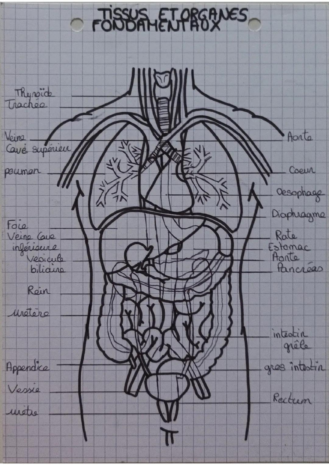 Tissus et organes fondamentaux 