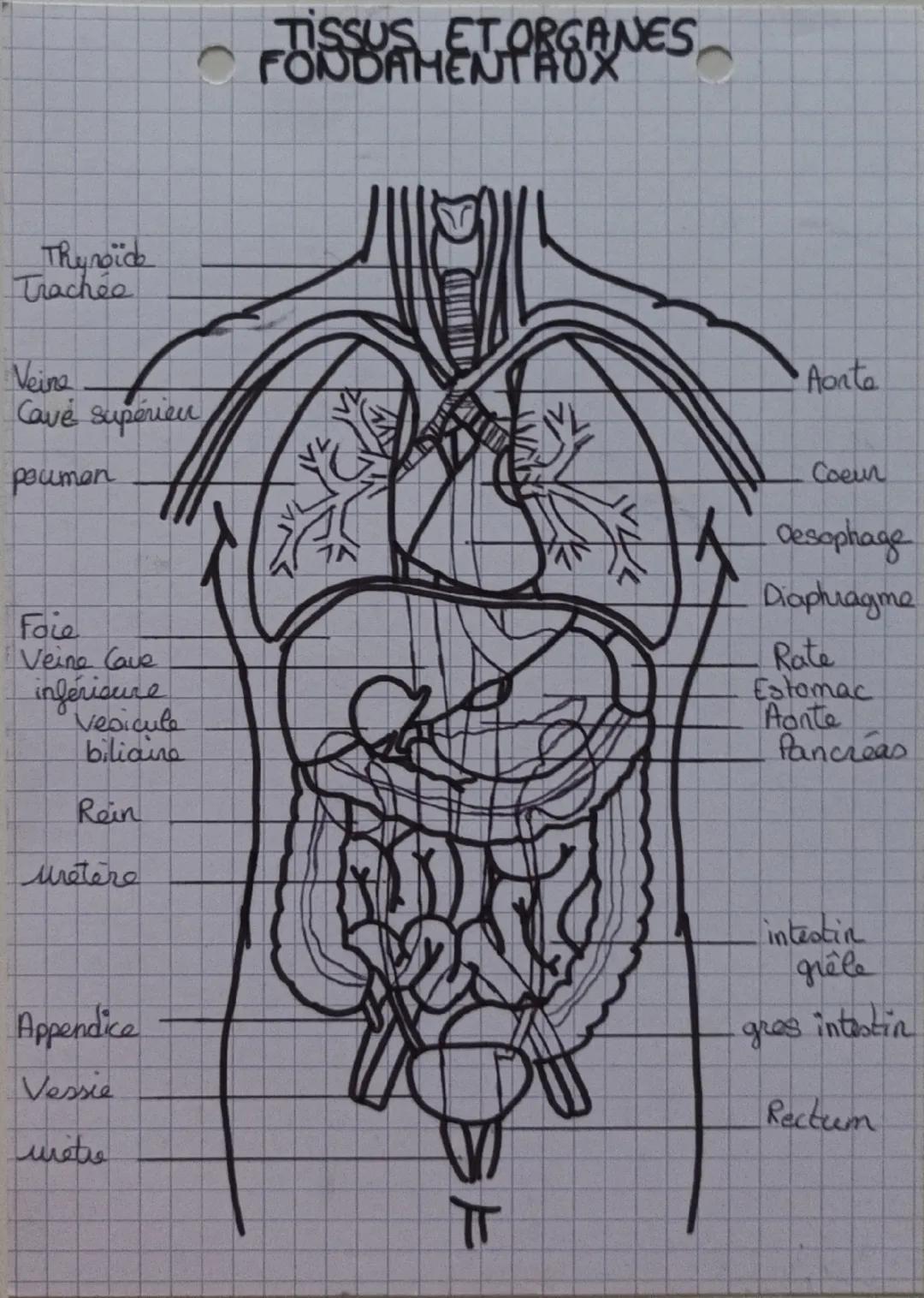Thunoide
Trachée
Neine
Cave Superieu
poumon
TISSUS ET ORGANES,
FONDAMENTAUX
Aonta
Face
Veine Cave
inferisure
Vesicule
biliaine
Rein
Metere
C