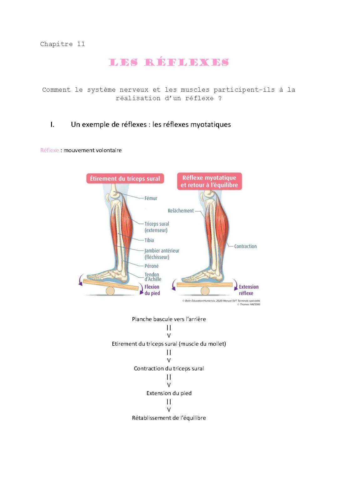 Tout sur le Réflexe Myotatique : Définition, Schéma et Exemples