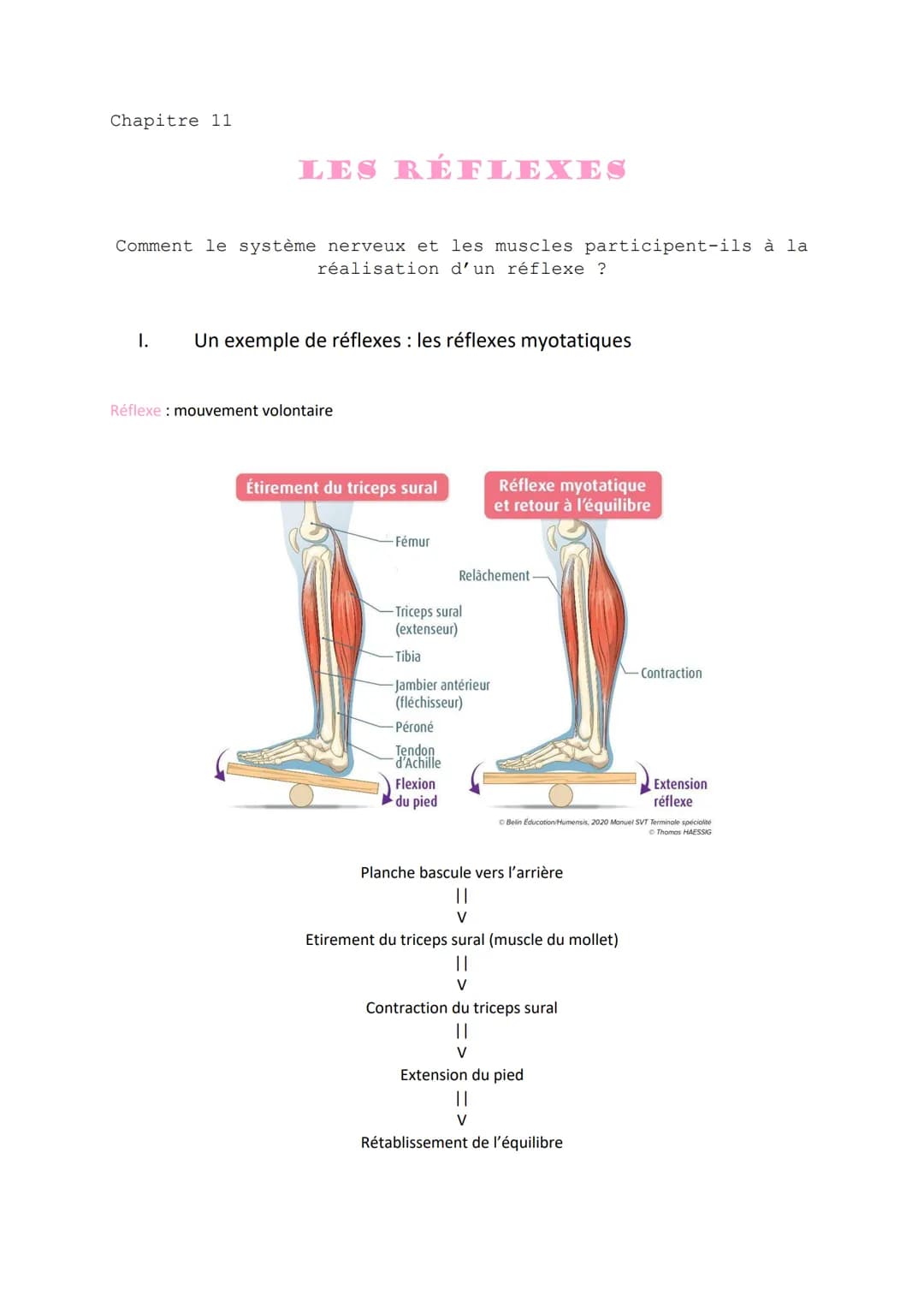 Chapitre 11
LES RÉFLEXES
Comment le système nerveux et les muscles participent-ils à la
réalisation d'un réflexe ?
I. Un exemple de réflexes