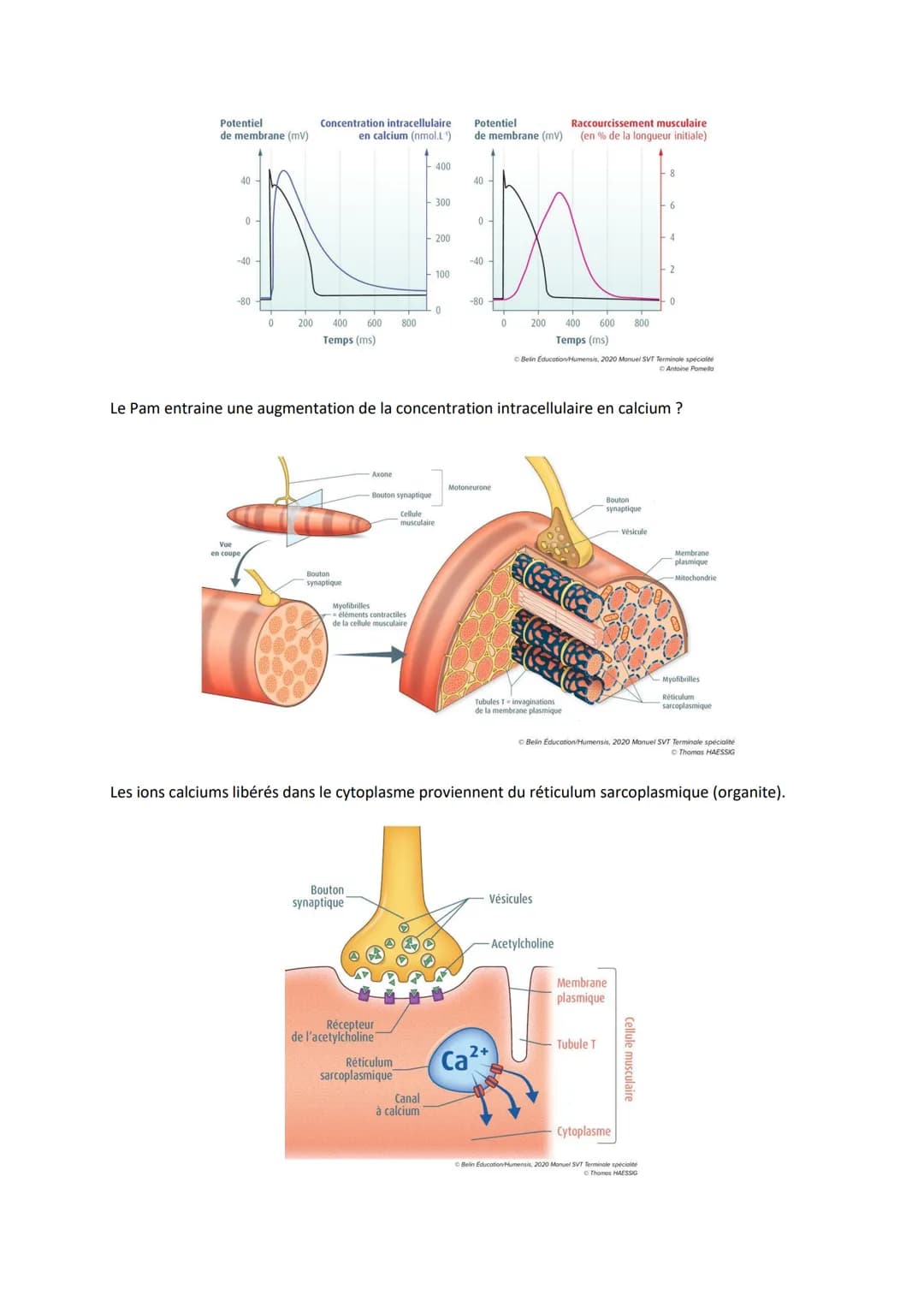 Chapitre 11
LES RÉFLEXES
Comment le système nerveux et les muscles participent-ils à la
réalisation d'un réflexe ?
I. Un exemple de réflexes
