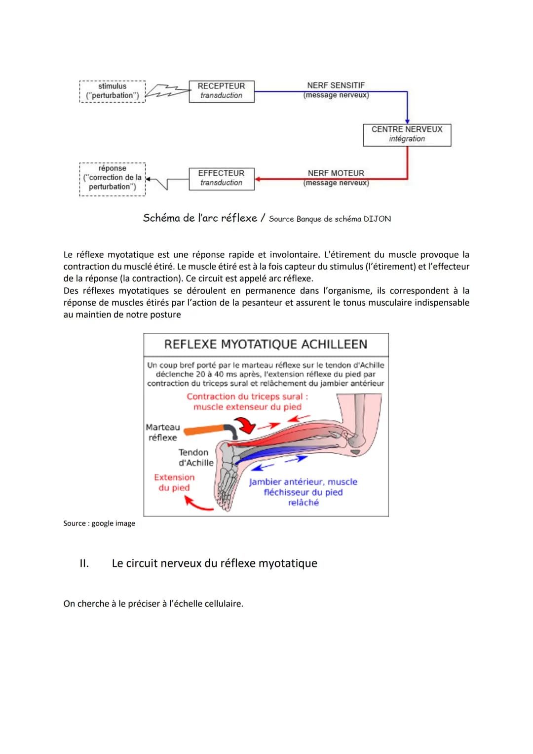 Chapitre 11
LES RÉFLEXES
Comment le système nerveux et les muscles participent-ils à la
réalisation d'un réflexe ?
I. Un exemple de réflexes