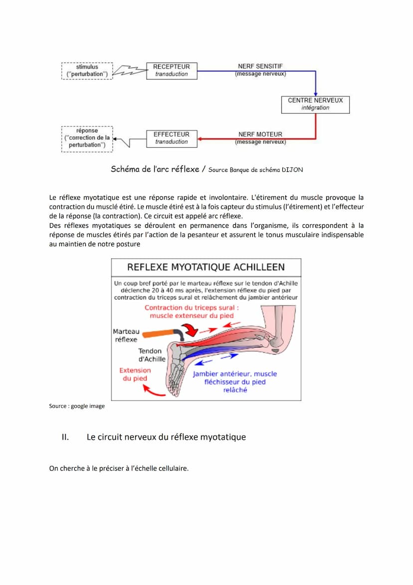 Chapitre 11
LES RÉFLEXES
Comment le système nerveux et les muscles participent-ils à la
réalisation d'un réflexe ?
I. Un exemple de réflexes