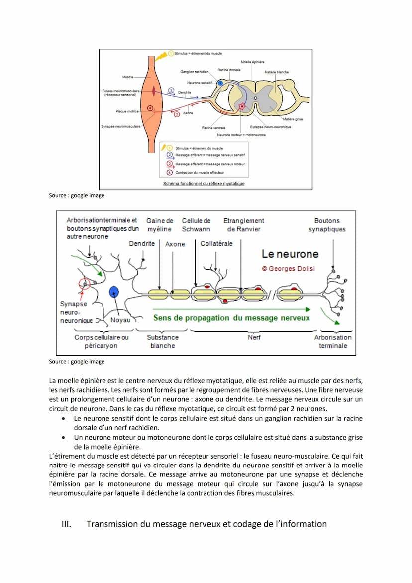 Chapitre 11
LES RÉFLEXES
Comment le système nerveux et les muscles participent-ils à la
réalisation d'un réflexe ?
I. Un exemple de réflexes
