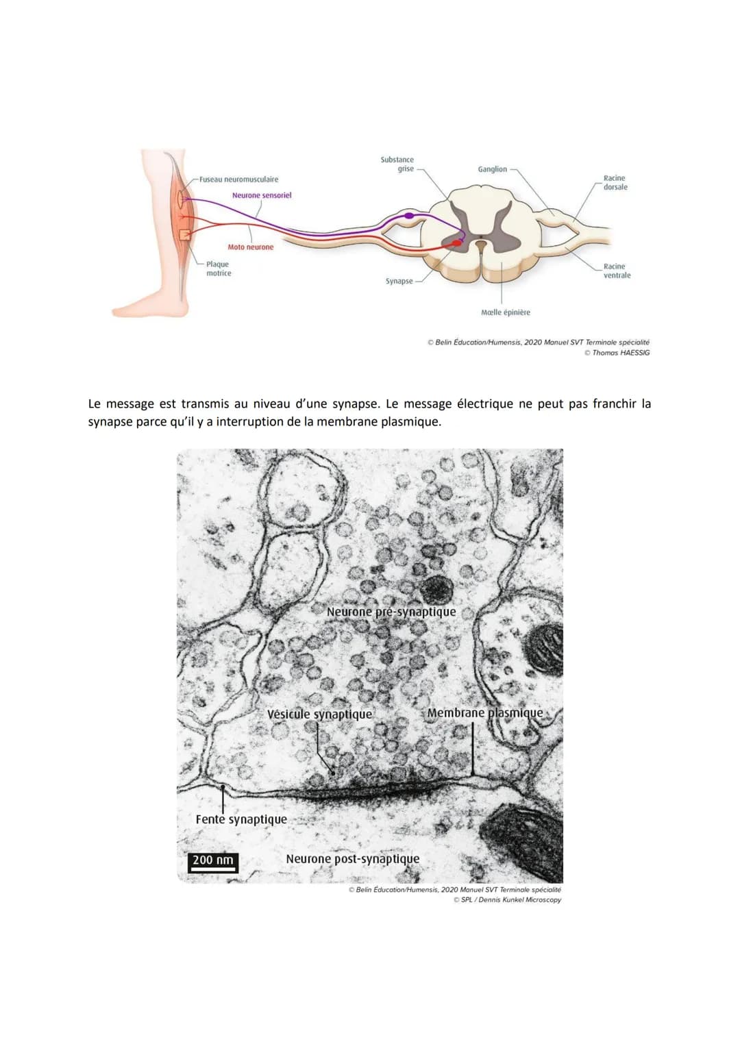 Chapitre 11
LES RÉFLEXES
Comment le système nerveux et les muscles participent-ils à la
réalisation d'un réflexe ?
I. Un exemple de réflexes