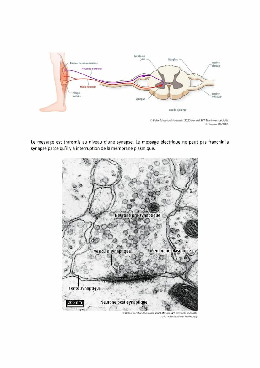 Chapitre 11
LES RÉFLEXES
Comment le système nerveux et les muscles participent-ils à la
réalisation d'un réflexe ?
I. Un exemple de réflexes