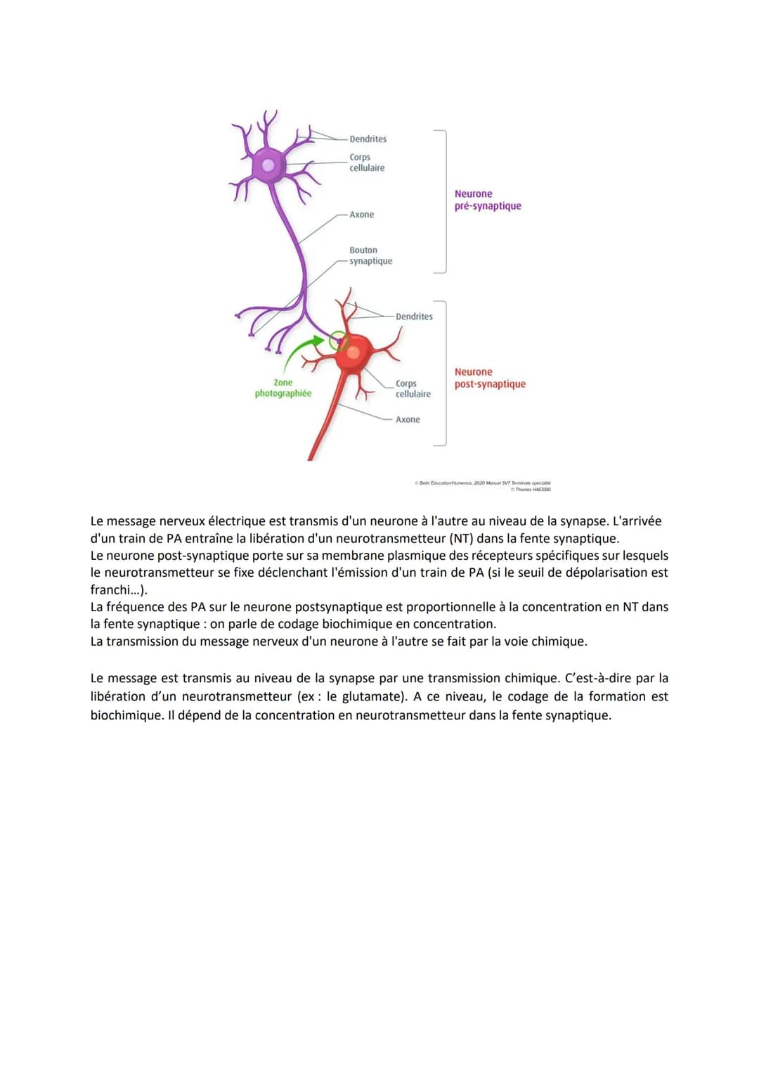 Chapitre 11
LES RÉFLEXES
Comment le système nerveux et les muscles participent-ils à la
réalisation d'un réflexe ?
I. Un exemple de réflexes
