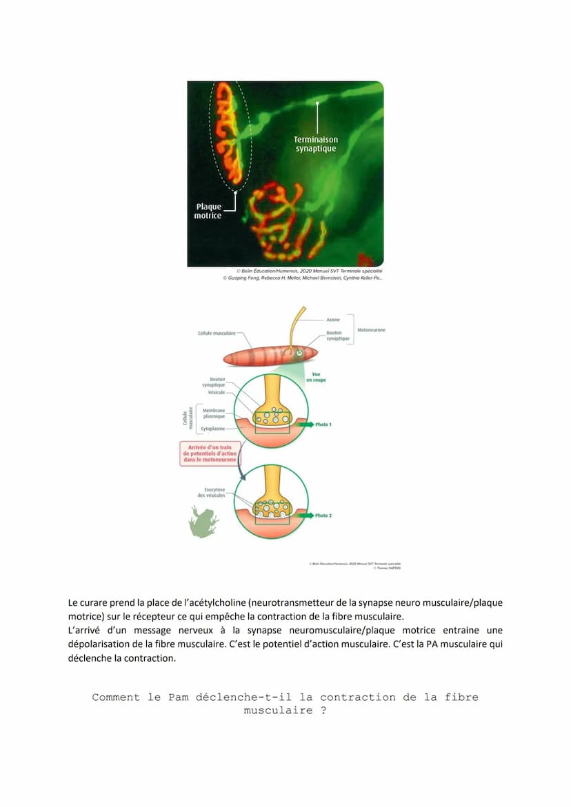 Chapitre 11
LES RÉFLEXES
Comment le système nerveux et les muscles participent-ils à la
réalisation d'un réflexe ?
I. Un exemple de réflexes