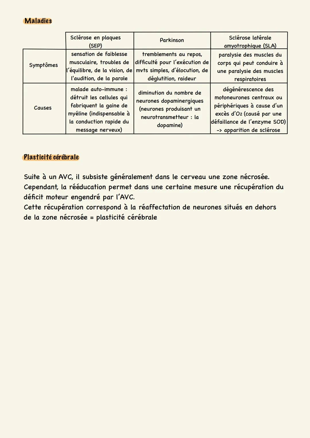 Le cerveau, un organe
fragile à préserver
Les cellules du cerveau
Le cerveau est constitué de 2 types de cellules : les neurones et les cell