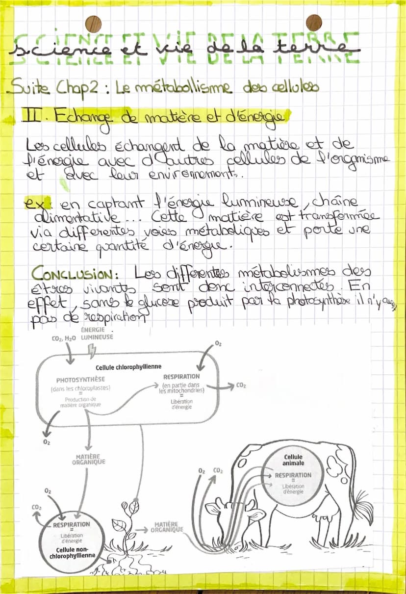 6
IT
le métabolisme des cellules
metabolisme
1
Chap 2:
I. Le métabolisme des transformations biochimiques
a) dans les cellules
Dans toutes c